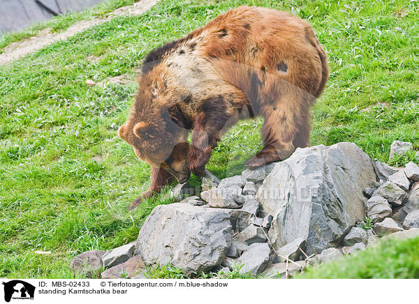 standing Kamtschatka bear / MBS-02433
