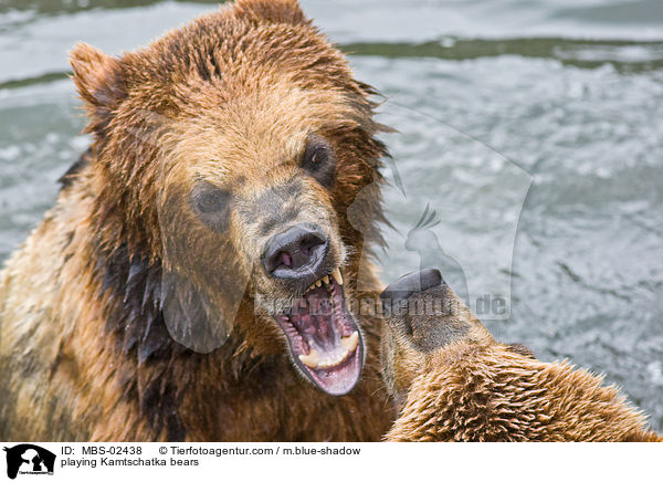 spielende Kamtschatkabren / playing Kamtschatka bears / MBS-02438