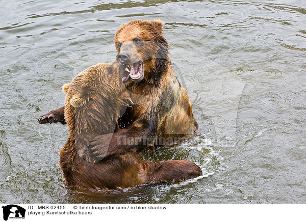spielende Kamtschatkabren / playing Kamtschatka bears / MBS-02455