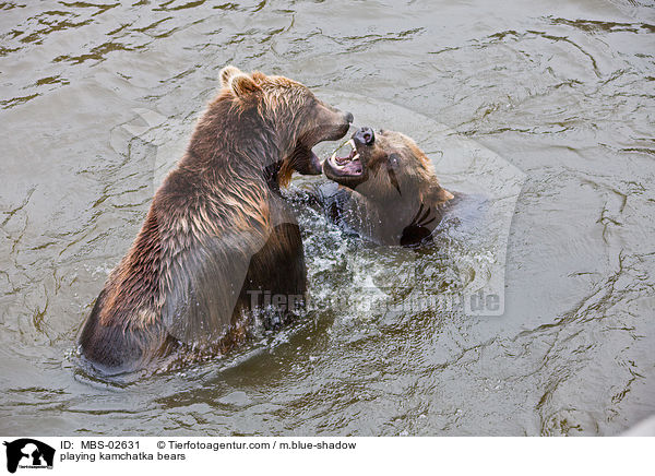 spielende Kamtschatkabren / playing kamchatka bears / MBS-02631
