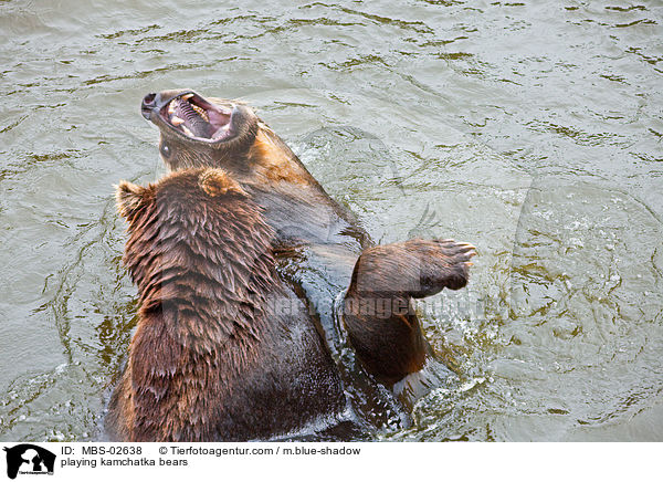 spielende Kamtschatkabren / playing kamchatka bears / MBS-02638