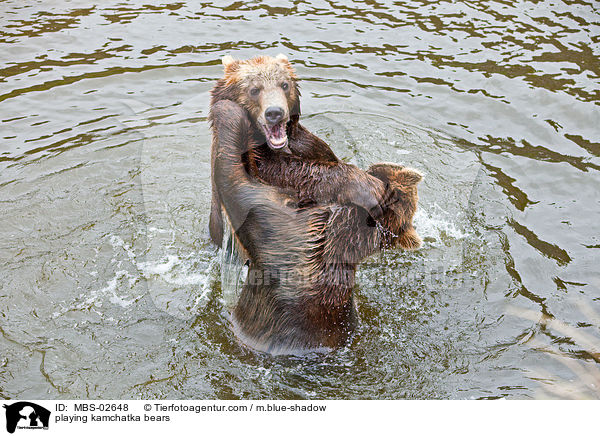 spielende Kamtschatkabren / playing kamchatka bears / MBS-02648