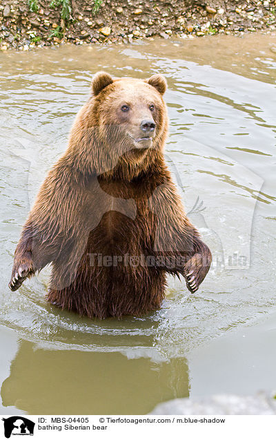 bathing Siberian bear / MBS-04405