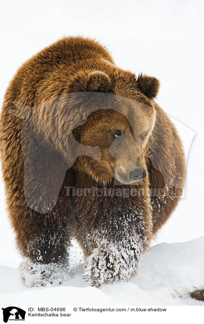 Kamtschatkabr / Kamtschatka bear / MBS-04696