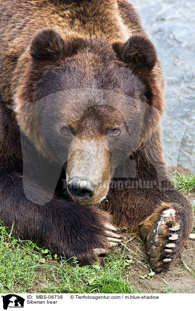 Kamtschatkabr / Siberian bear / MBS-06738
