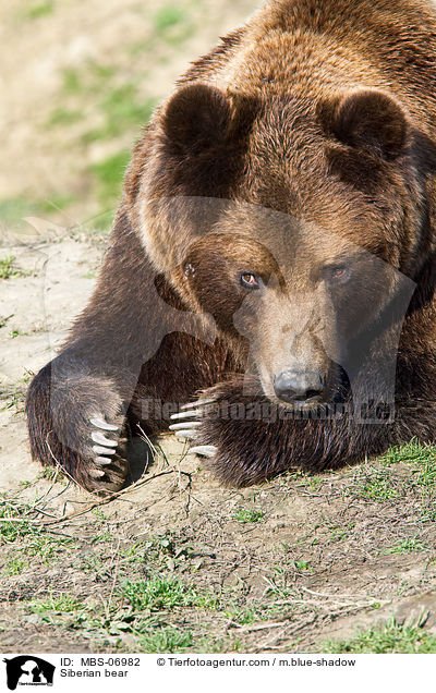 Kamtschatkabr / Siberian bear / MBS-06982