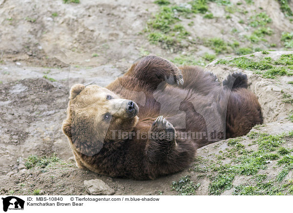 Kamchatkan Brown Bear / MBS-10840