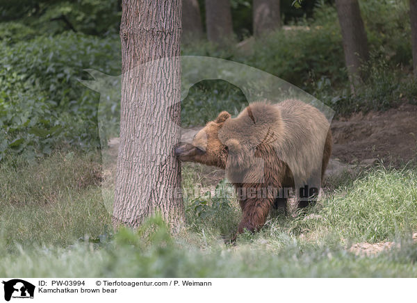 Kamtschatkabr / Kamchatkan brown bear / PW-03994