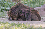 Kamchatkan brown bear