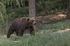 Kamchatkan brown bear
