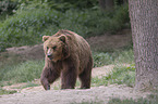 Kamchatkan brown bear
