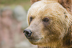Kamchatkan Brown Bear