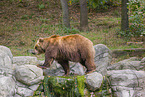 Kamchatkan Brown Bear