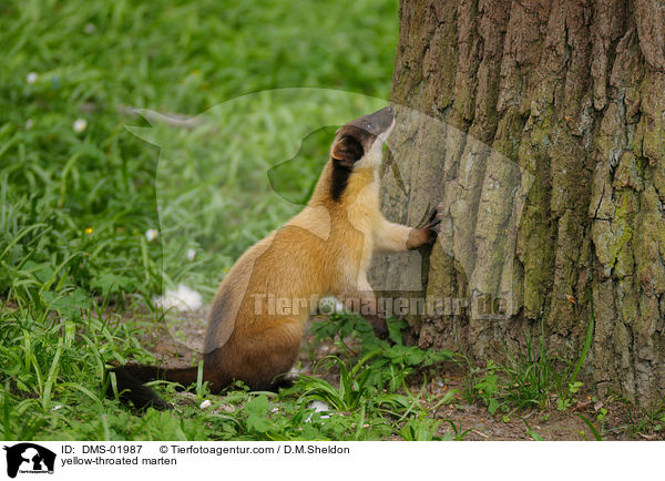 yellow-throated marten / DMS-01987