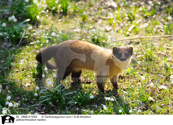yellow-throated marten / DMS-01999