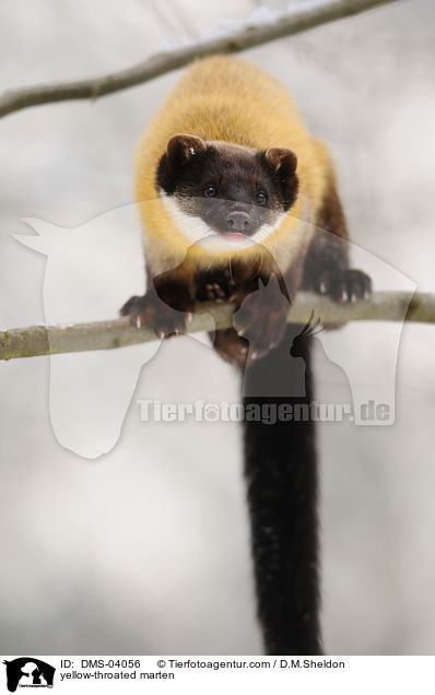 yellow-throated marten / DMS-04056