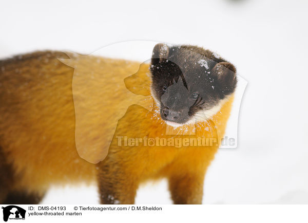 yellow-throated marten / DMS-04193