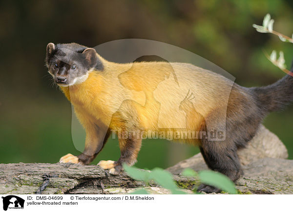 yellow-throated marten / DMS-04699