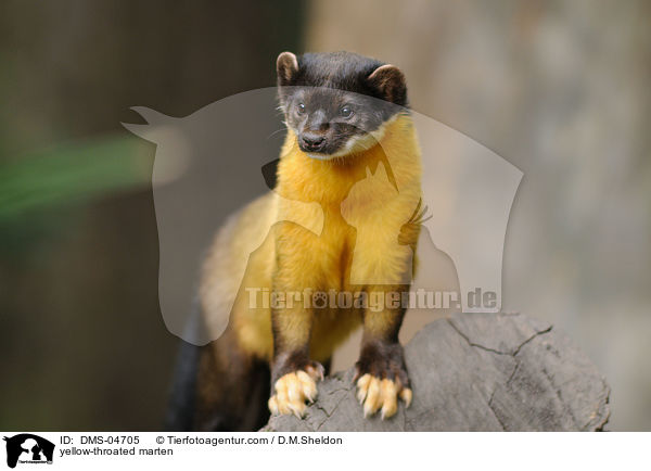 yellow-throated marten / DMS-04705