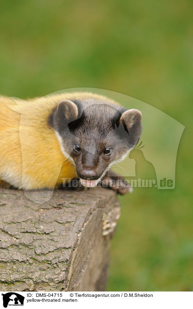 yellow-throated marten / DMS-04715