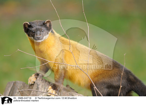 yellow-throated marten / DMS-04718