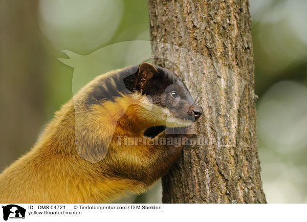 yellow-throated marten / DMS-04721