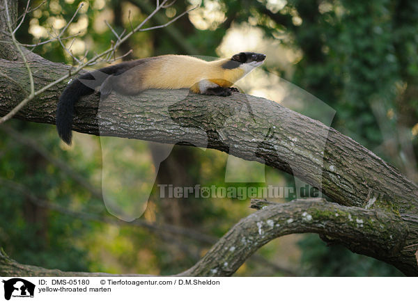yellow-throated marten / DMS-05180