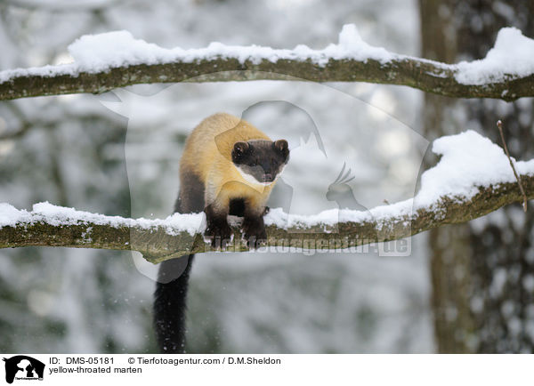 yellow-throated marten / DMS-05181