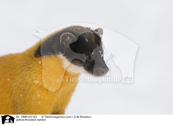 yellow-throated marten / DMS-05183