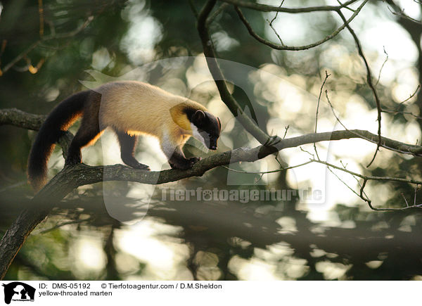 yellow-throated marten / DMS-05192