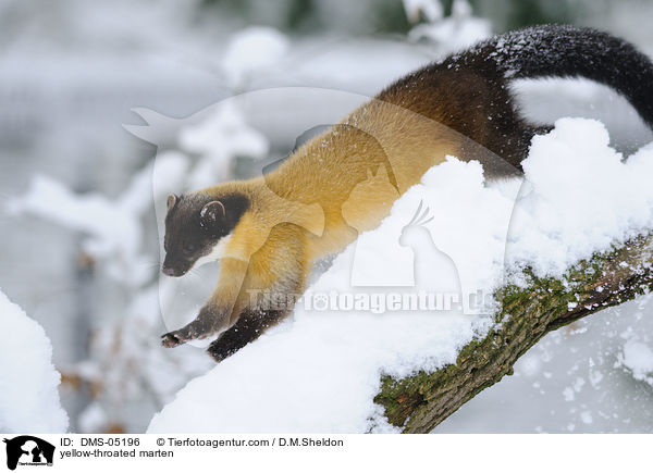 yellow-throated marten / DMS-05196