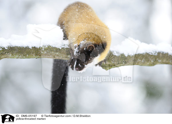 yellow-throated marten / DMS-05197