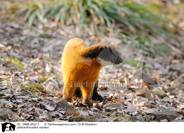 yellow-throated marten / DMS-05211