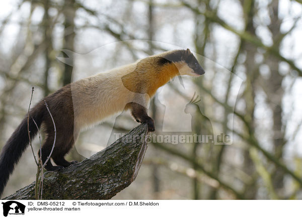 yellow-throated marten / DMS-05212
