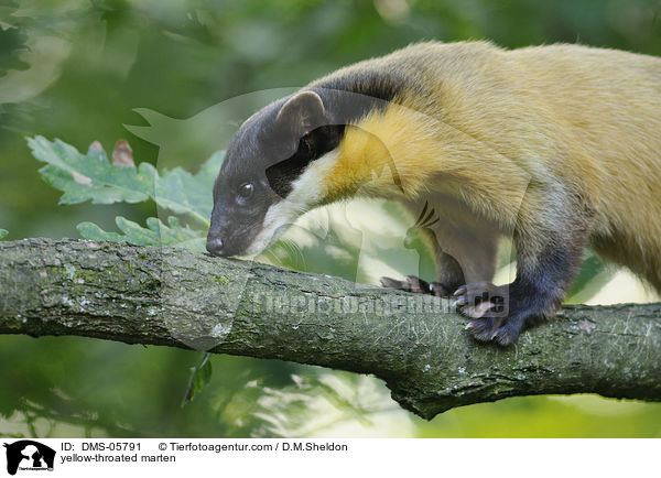 yellow-throated marten / DMS-05791