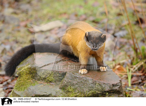 yellow-throated marten / DMS-05937