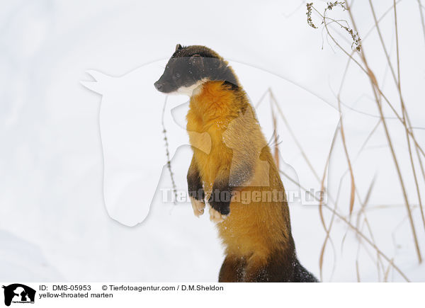 Buntmarder / yellow-throated marten / DMS-05953