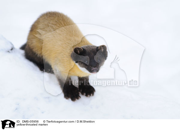 yellow-throated marten / DMS-05956