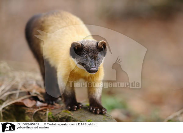 yellow-throated marten / DMS-05969