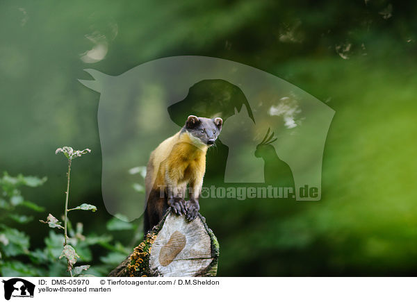 yellow-throated marten / DMS-05970