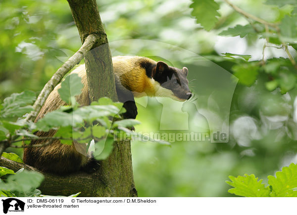 yellow-throated marten / DMS-06119