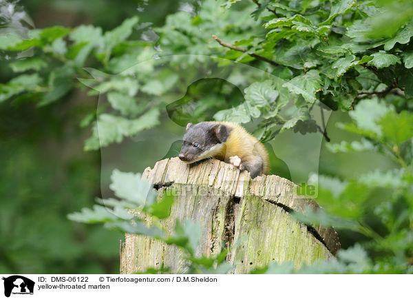 yellow-throated marten / DMS-06122