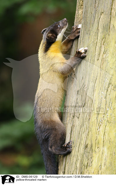 yellow-throated marten / DMS-06129