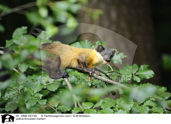 yellow-throated marten / DMS-06138