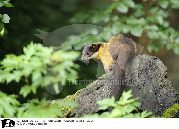 yellow-throated marten / DMS-06139