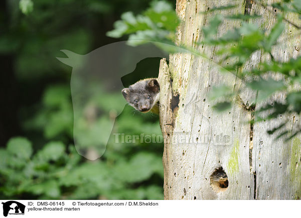 yellow-throated marten / DMS-06145