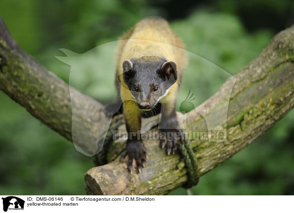 yellow-throated marten / DMS-06146