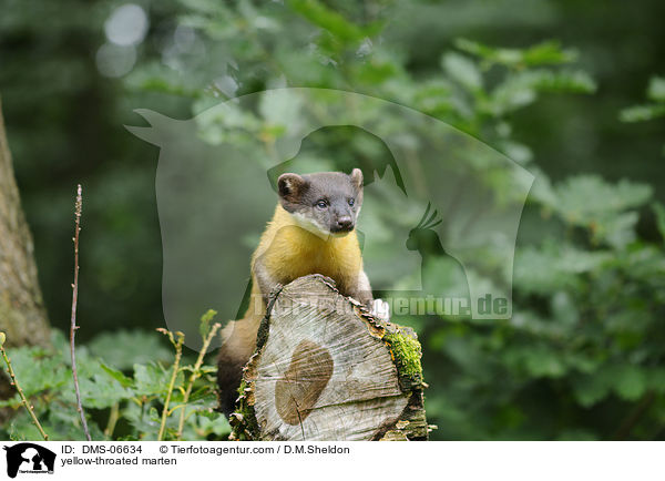yellow-throated marten / DMS-06634