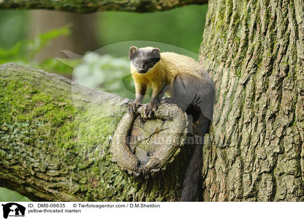 yellow-throated marten / DMS-06635