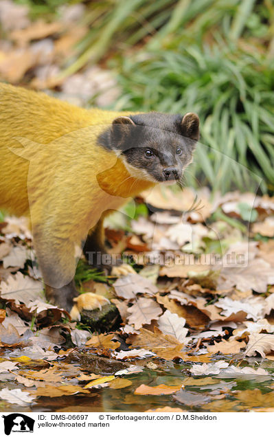 yellow-throated marten / DMS-06697
